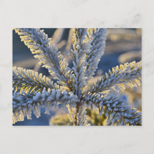 Reif auf immergrünem Baum, Homer, Alaska Postkarte