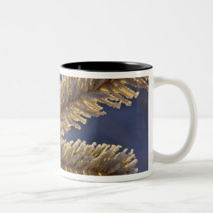 Reif auf immergrünem Baum, Homer, Alaska Zweifarbige Tasse