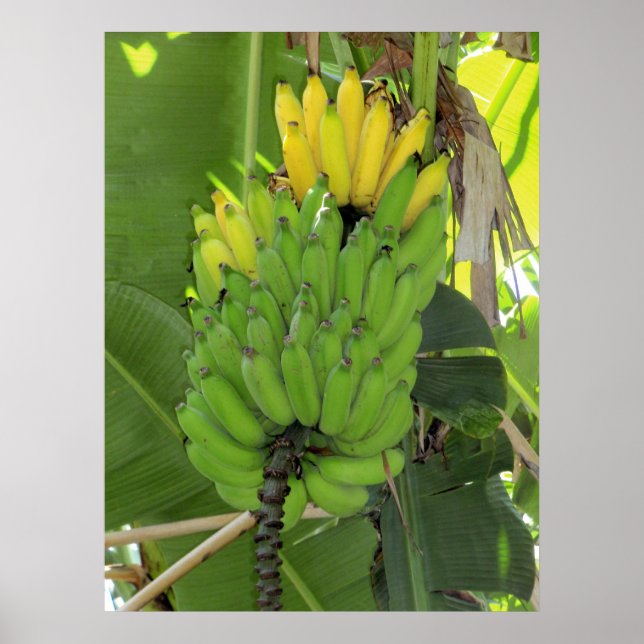 Reifbananen Poster (Vorne)