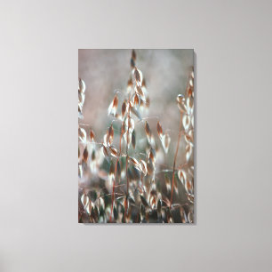 Reife Hafer (Avena Sativa) Nah auf. Ceres, Boland Leinwanddruck