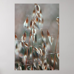 Reife Hafer (Avena Sativa) Nah auf. Ceres, Boland Poster