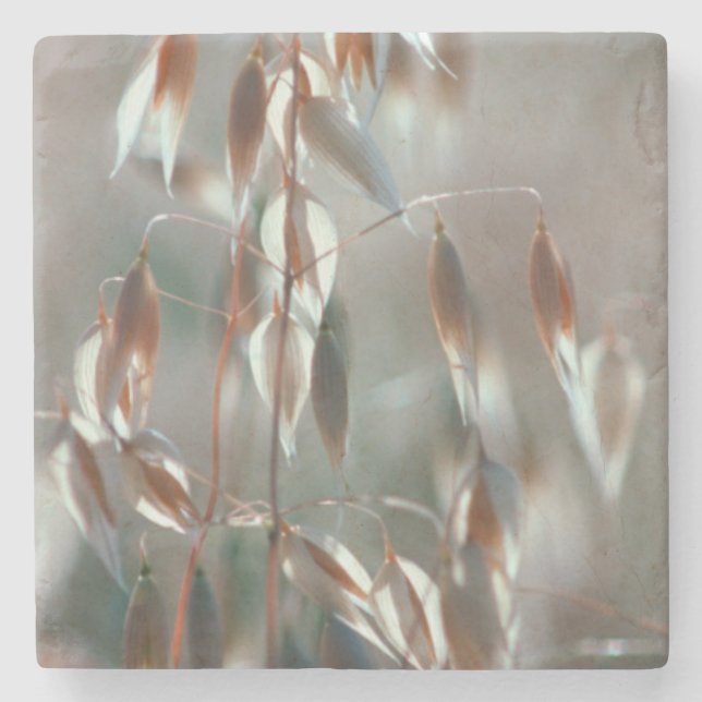 Reife Hafer (Avena Sativa) Nah auf. Ceres, Boland Steinuntersetzer (Vorderseite)