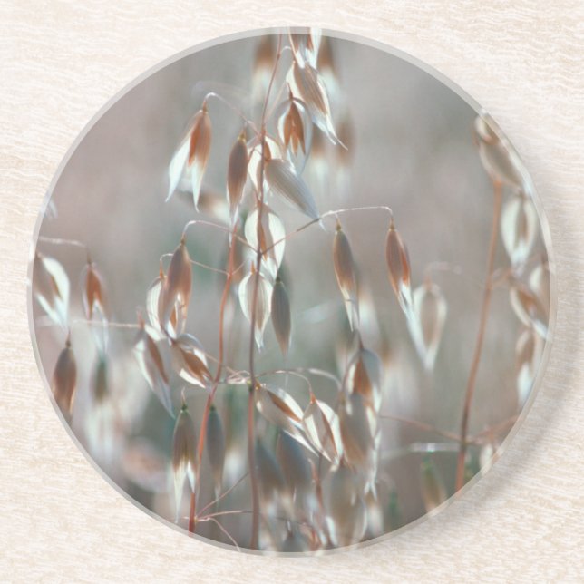 Reife Hafer (Avena Sativa) Nah auf. Ceres, Boland Untersetzer (Vorne)