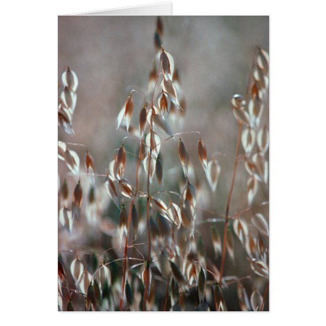 Reife Hafer (Avena Sativa) Nah. Ceres, Boland (Vorne)