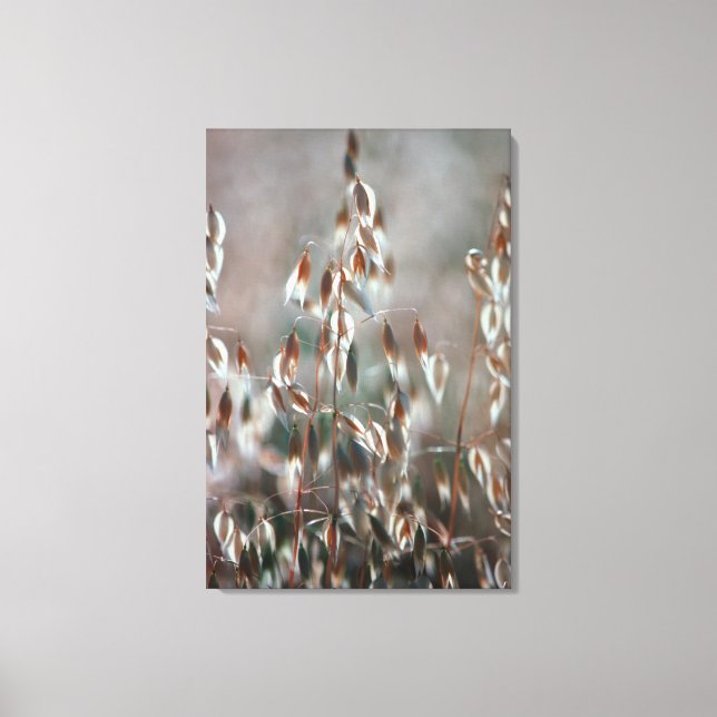 Reife Hafer (Avena Sativa) Nah. Ceres, Boland Leinwanddruck (Vorderseite)