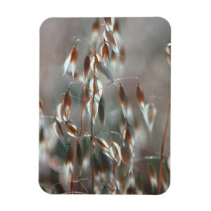 Reife Hafer (Avena Sativa) Nah. Ceres, Boland Magnet