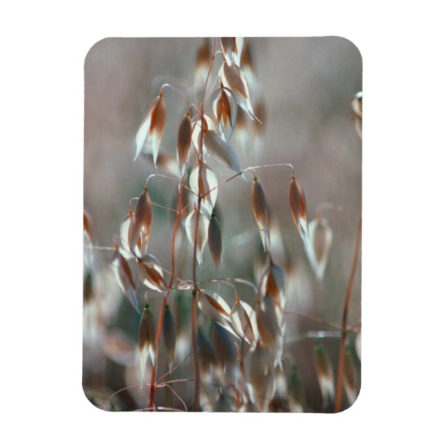 Reife Hafer (Avena Sativa) Nah. Ceres, Boland Magnet (Vertikal)