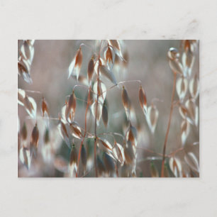 Reife Hafer (Avena Sativa) Nah. Ceres, Boland Postkarte