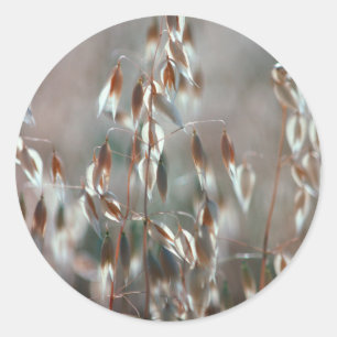 Reife Haferkörner (Avena Sativa) Nahaufnahme. Cere Runder Aufkleber