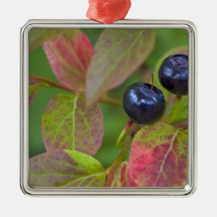 Reife Heidelbeeren im Flathead National Silbernes Ornament