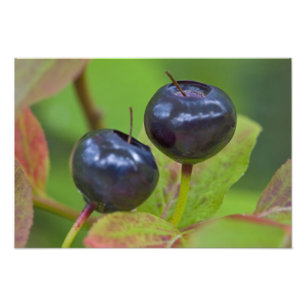 Reife Heidelbeeren in der Flathead National 2 Fotodruck