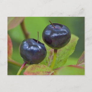 Reife Heidelbeeren in der Flathead National 2 Postkarte