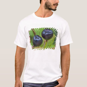 Reife Heidelbeeren in der Flathead National 2 T-Shirt