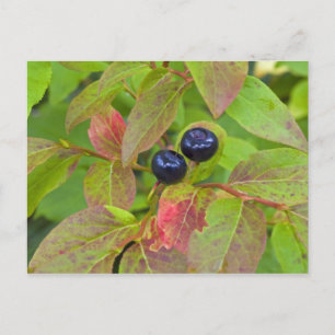Reife Heidelbeeren in der Flathead National Postkarte