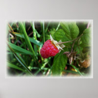 Reife Himbeere