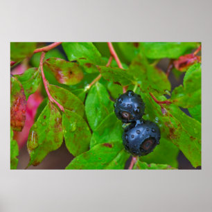Reife hucklebeeren bei leichtem Regen Poster