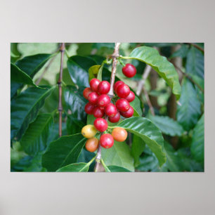 Reife Kona-Kaffeekirschen, Hawaii Poster