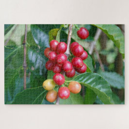 Reife Kona-Kaffeekirschen, Hawaii Puzzle