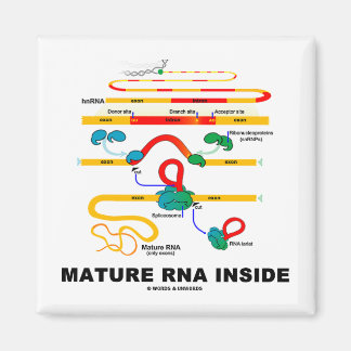 Reife RNA Inside Magnet