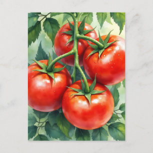 Reife Tomatenranke Aquarell Frisch Postkarte