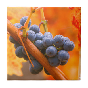 Reife Traube im Weinberg Fliese