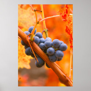 Reife Traube im Weinberg Poster