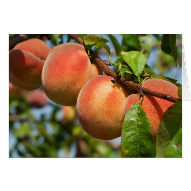 Reife Weingartenpfirsiche (Vorderseite (Horizontal))