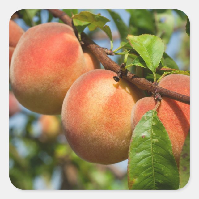 Reife Weingartenpfirsiche Quadratischer Aufkleber (Vorderseite)