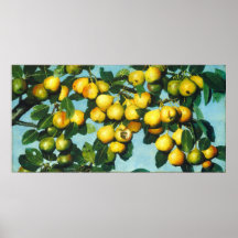 Reifende Birnen - Joseph Decker Fine Art Poster