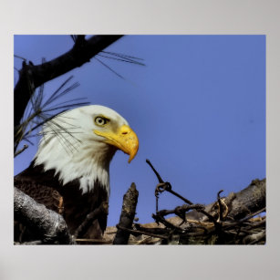 Reifender Adler in Nest Poster