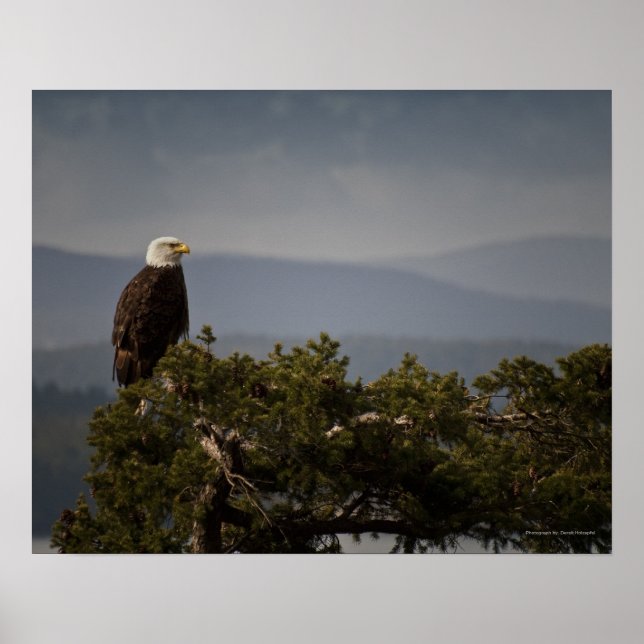 Reifer Weißkopfseeadler - Kunstdruck Poster (Vorne)