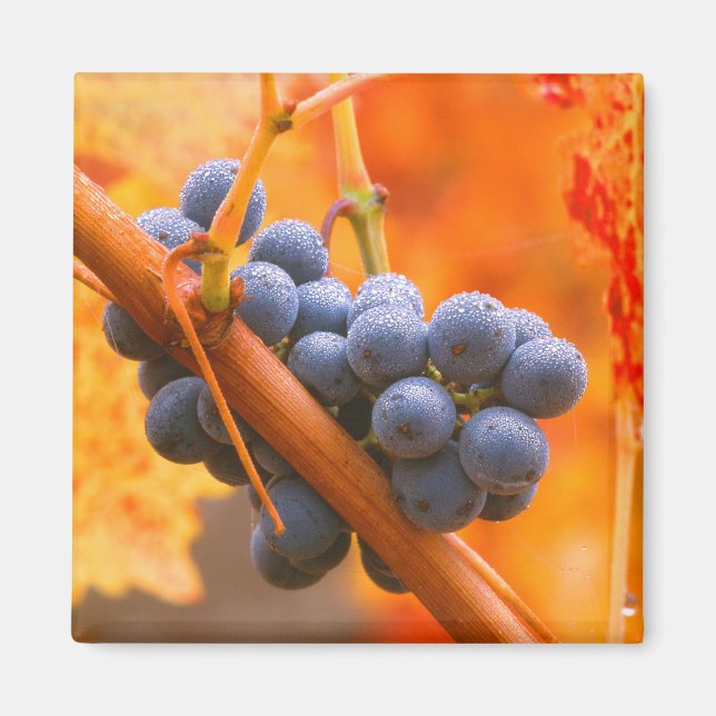 Reifung im Weinberg Magnet (Vorne)