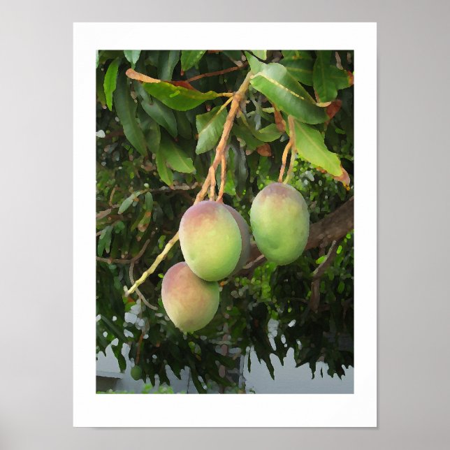 Reifung Poster (Vorne)