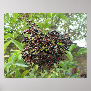 Reifung von Ädelbeeren Print Poster