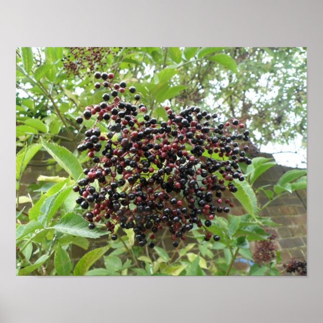 Reifung von Ädelbeeren Print Poster (Vorne)