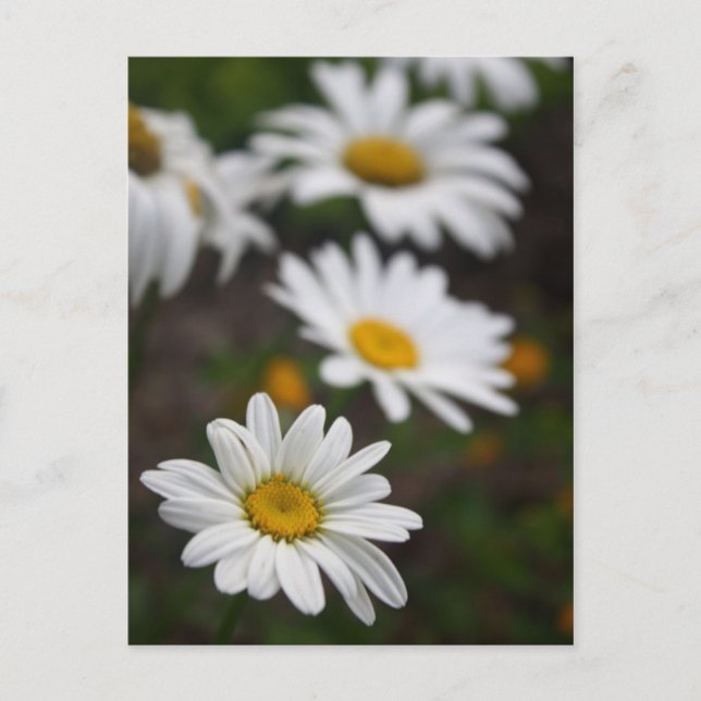 Reihe der Daisies Postkarte (Vorderseite)