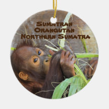Reihe gefährdete Arten Sumatran Orangutan