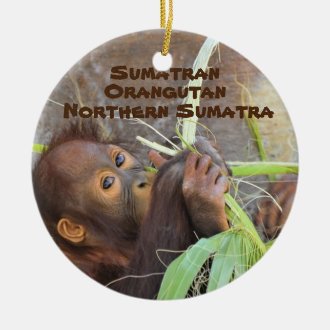 Reihe gefährdete Arten Sumatran Orangutan Keramik Ornament (Vorne)