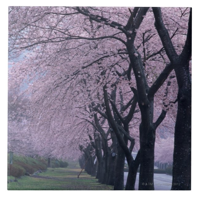 Reihe von cherryblossom Bäumen Fliese (Vorderseite)