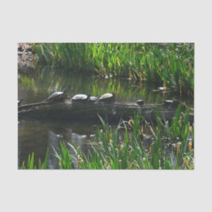 Reihe von grünen Naturfotos von Schildkröten Seidenpapier