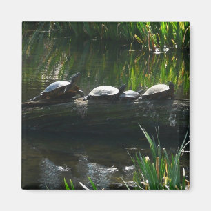 Reihe von grünen Schildkröten in der Natur Foto Magnet