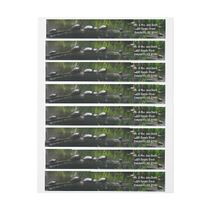 Reihe von Schildkröten Grünes Foto