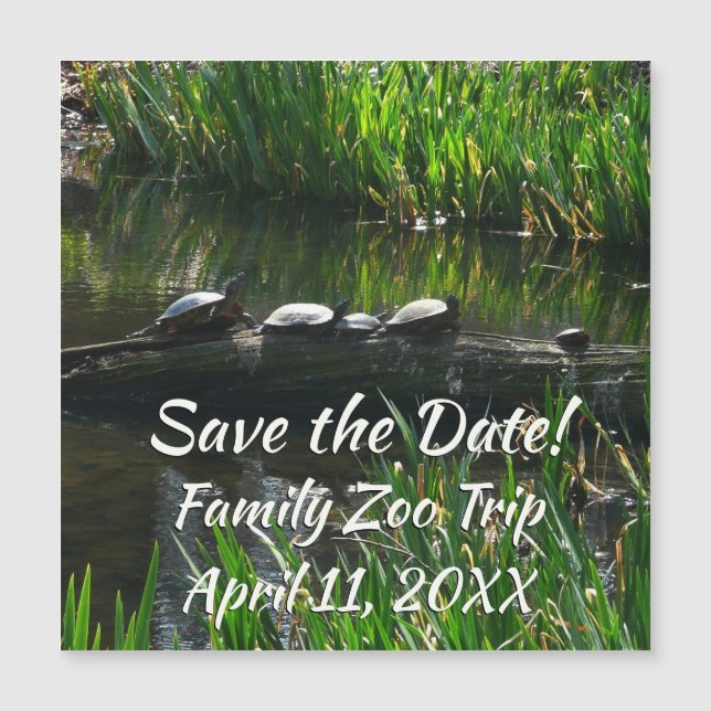 Reihe von Schildkröten Grünes Foto Magnetkarte (Vorderseite)