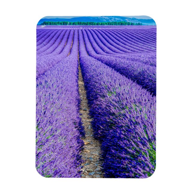 Reihen der Lavendel, Provence, Frankreich Magnet (Vertikal)