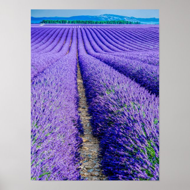 Reihen der Lavendel, Provence, Frankreich Poster (Vorne)