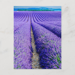 Reihen der Lavendel, Provence, Frankreich Postkarte