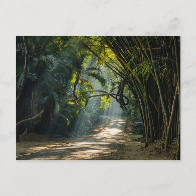 Reihen von Bamboo Postkarte (Vorderseite)