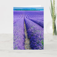 Reihen von Lavender, Provence, Frankreich