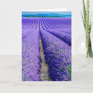 Reihen von Lavender, Provence, Frankreich Karte
