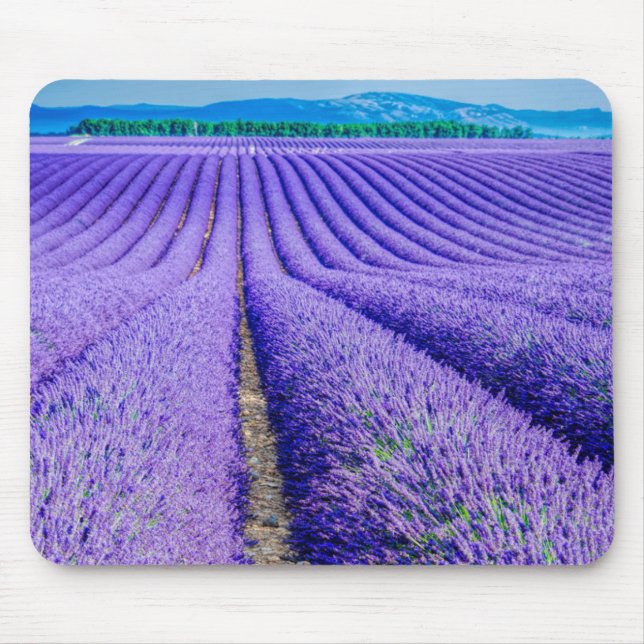 Reihen von Lavender, Provence, Frankreich Mousepad (Vorne)